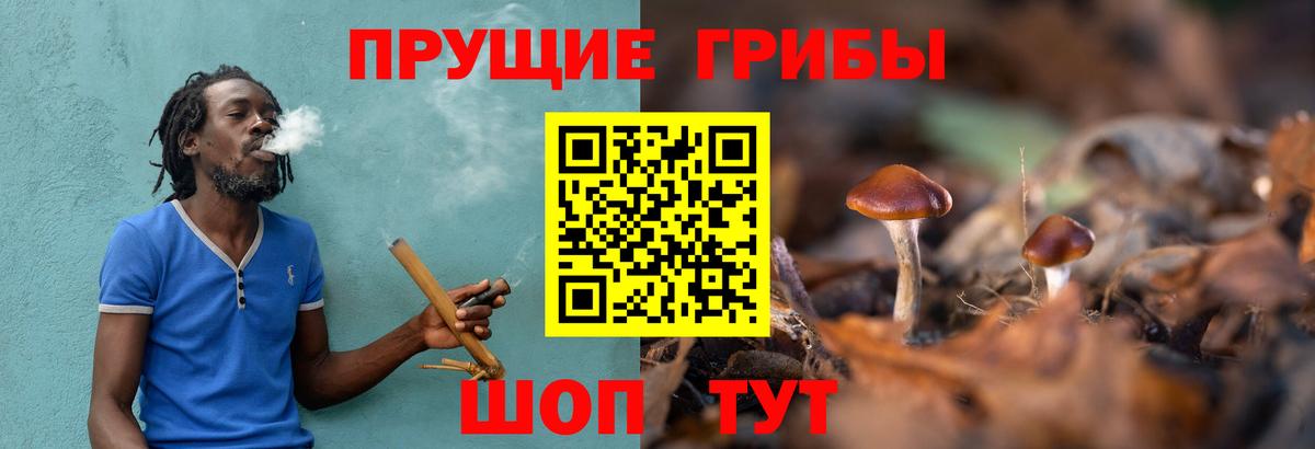 Псилоцибиновые грибы Psilocybine cubensis Усть-Илимск